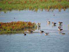 IMG_0416_Oostvaardersplassen_Jan van den Boschpad